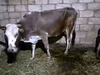 Vaca, Ganado vacuno — foto 1