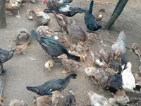 Ducks — Foto 5