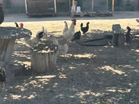 Turkeys — 6-сурет