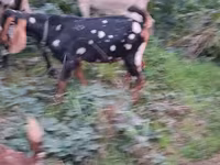 公山羊, Nubian Goat — 照片 5