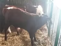 Бұқа, Simmental cattle — 3-сурет