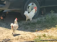 Turkeys — 5-сурет