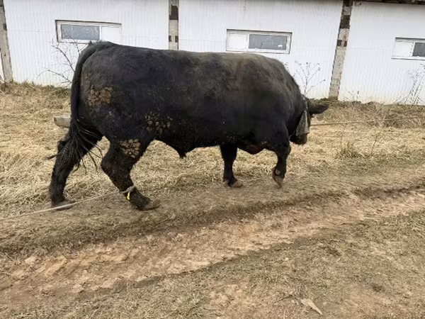 公牛, Aberdeen-Angus