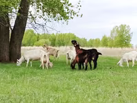 Ziege, Saanen goat — Foto 3