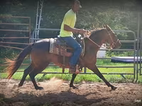 Stute, Standardbred — Foto 5