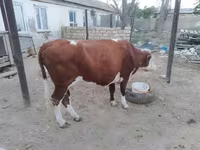 母牛, Latvian Blue cattle — 照片 3