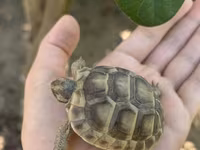 Quru tısbağa balaları - Növ: Quru tısbağa (Testudo tipli) - Ölçü — фото 4