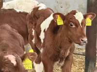 Bulle, Simmental cattle — Foto 2