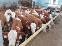 Бик, Simmental cattle — фото 1