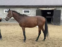حصان, Thoroughbred horse — الصورة 6