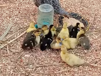 Ducks — फ़ोटो 2