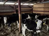 Vaca, Simmental cattle — foto 3
