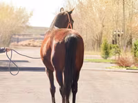 Yegua, Thoroughbred horse — foto 4
