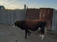 公牛, Kazakh White-headed cow — 照片 2
