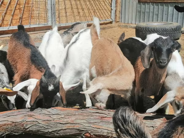 Ziege, Alpine goat