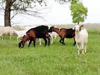 Ziege, Saanen goat — Foto 4