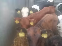公牛, Simmental cattle — 照片 4