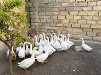 Geese — 2-сурет