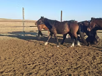 Caballo, New Altai Horse — foto 2