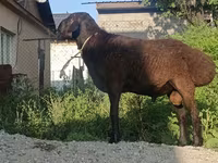 公羊, Hissar sheep — 照片 1