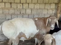 Qoç, Rhon sheep — foto 1