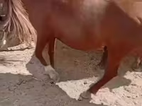 घोड़ी, घोड़े — फ़ोटो 2