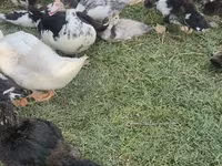 pato criollo doméstico — foto 7