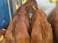 Rinder (Partie, Geschlecht nicht angegeben), Simmental cattle — Foto 5