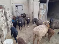 نعجة, الأغنام — الصورة 5