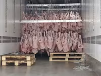 Окорок барана н/к задний уругвай   halal — Foto 4