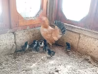 Chickens — 1-rasm