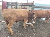 Bull, Cattle — photo 1