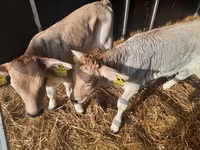Bulle, Simmental cattle — Foto 1