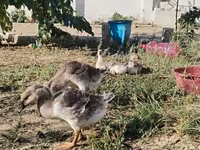 Geese — الصورة 3