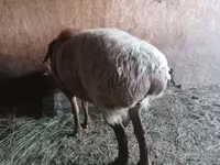 Қошқар, Edilbay sheep — 6-сурет