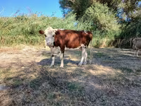 Vaca, Latvian Blue cattle — foto 1
