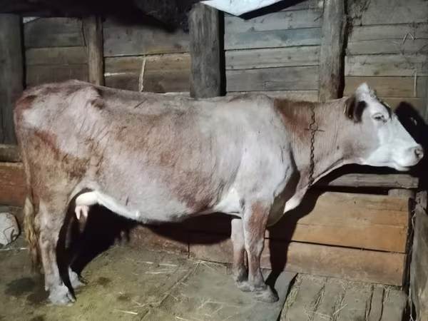 Sigir, Latvian Blue cattle