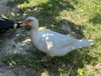 Domestic Muscovy — photo 1