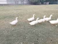 Ducks — Foto 4