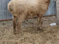 Qoʻchqor, Hissar sheep — 3-rasm