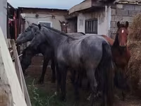 At, Horse breed — foto 2