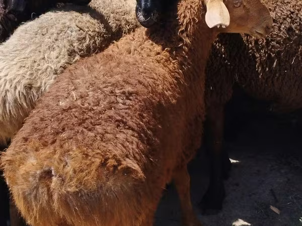 公羊, Sheep