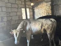 सांड, Simmental cattle — फ़ोटो 2