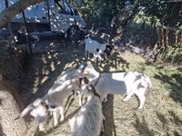 Cabro, Cabras — foto 4