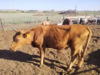 Kuh, Simmental cattle — Foto 3