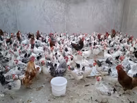 Chickens — photo 3