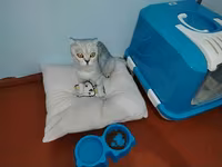 Qapalı pişik tualeti və aksesuar dəsti - Qapalı tipli pişik tualeti — фото 2