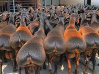 كبش, Baerchuke sheep — الصورة 1