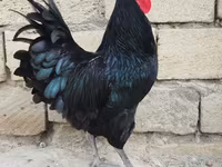 Chickens — Foto 1
