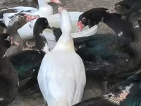Ducks — 2-сурет